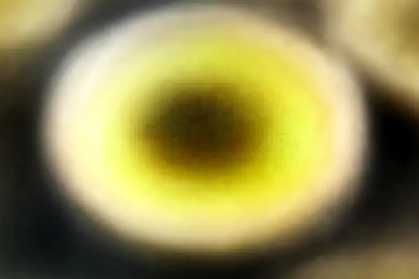 Berry French Toast Bake